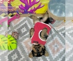 Small #5 Yorkshire Terrier