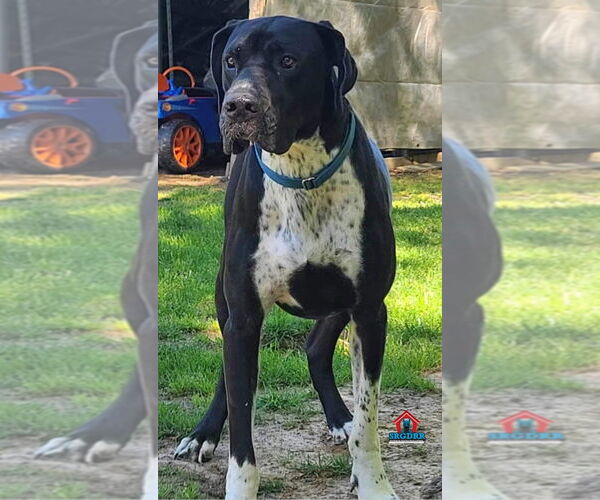 Medium Photo #6 Great Dane Puppy For Sale in Bullard, TX, USA