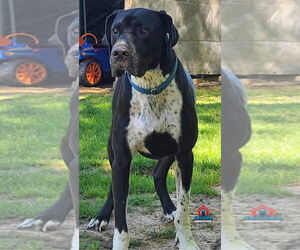 Wilson - Male Great Dane Dog for Adoption - Photo #6