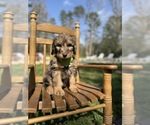 Puppy Windy Bernedoodle