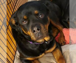 Rottweiler Dogs for adoption in Hillsboro, NH, USA