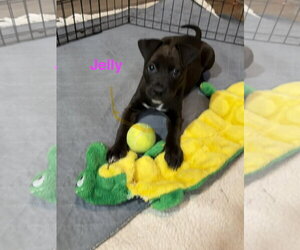 Labrador Retriever-Unknown Mix Dogs for adoption in Jackson Township, NJ, USA