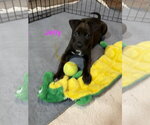 Small Labrador Retriever Mix