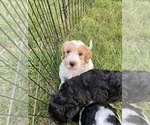 Puppy Flower Labradoodle