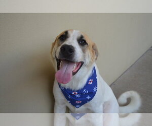 Mutt Dogs for adoption in McKinney, TX, USA
