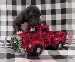 Small Photo #24 Great Dane Puppy For Sale in IUKA, IL, USA