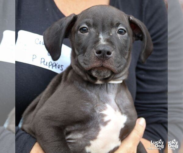 Medium Photo #3 Labrador Retriever-Unknown Mix Puppy For Sale in Washington, DC, USA