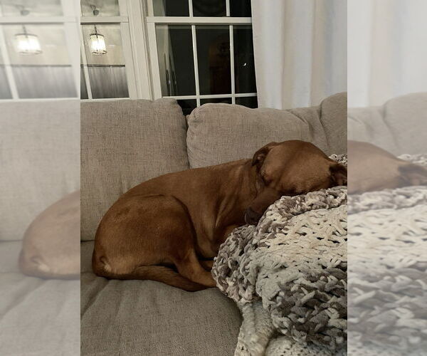 Medium Photo #2 American Pit Bull Terrier-Labrador Retriever Mix Puppy For Sale in Aurora, IN, USA