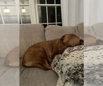 Small #1 American Pit Bull Terrier-Labrador Retriever Mix