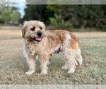 Small #2 Mutt