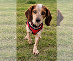 Small #1 Beagle