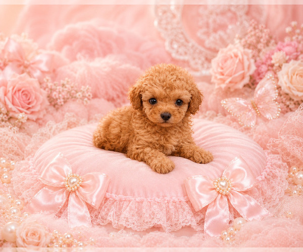 Medium Photo #9 Poodle (Toy) Puppy For Sale in TAMPA, FL, USA