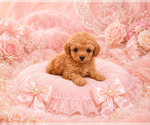 Small #8 Poodle (Toy)