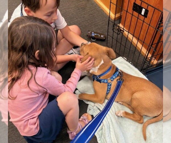 Medium Photo #3 Mutt Puppy For Sale in Germanton, TN, USA