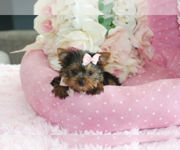 Medium Photo #6 Yorkshire Terrier Puppy For Sale in BAYVILLE, NJ, USA