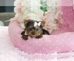 Small #5 Yorkshire Terrier
