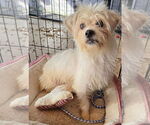 Small #1 Maltese-Norfolk Terrier Mix