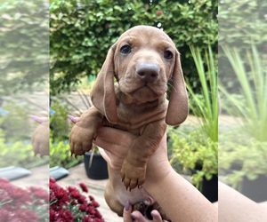 Dachshund Puppy for sale in ORCHARDS, WA, USA