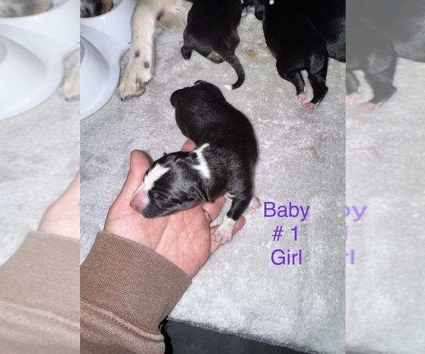 Medium Photo #2 Border-Aussie Puppy For Sale in MADRID, IA, USA