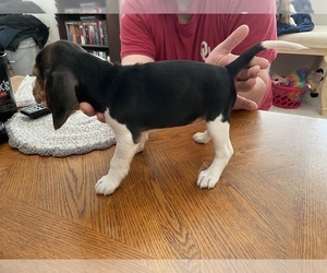 Beagle Puppy for sale in TRUMANN, AR, USA