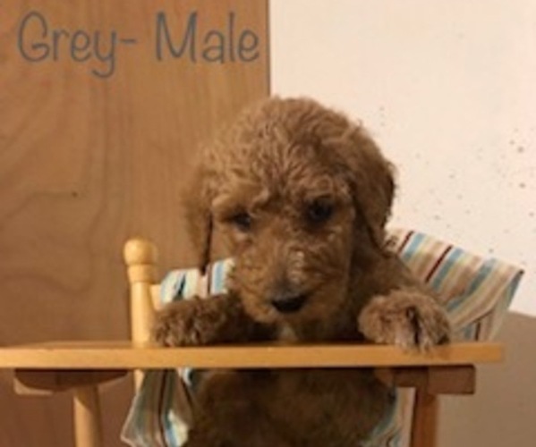 Medium Photo #5 Poodle (Standard) Puppy For Sale in SOMERSET, KY, USA