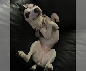 Lucy - Female American Staffordshire Terrier-Unknown Mix Dog for Adoption - Photo #2