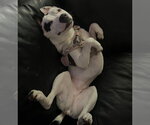 Small Photo #2 American Staffordshire Terrier-Unknown Mix Puppy For Sale in Dana Point, CA, USA