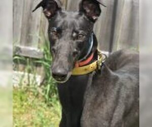 Greyhound Dogs for adoption in Grandville, MI, USA