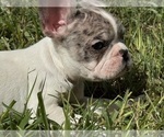 Puppy Shady girl French Bulldog