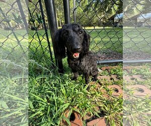 Kodak - Male Poodle (Miniature) Dog for Adoption - Photo #2
