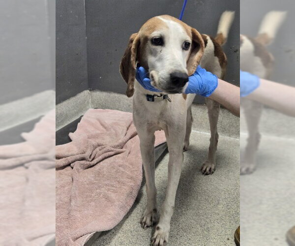Medium Photo #1 Treeing Walker Coonhound Puppy For Sale in Tallahassee, FL, USA