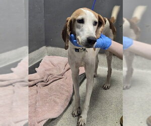 Treeing Walker Coonhound Dogs for adoption in Tallahassee, FL, USA