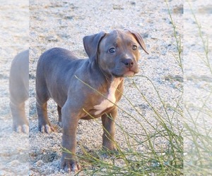 American Bully Puppy for Sale in PALMDALE, California USA