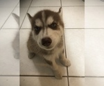 Small Photo #3 Siberian Husky Puppy For Sale in DELTONA, FL, USA