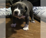 Small Photo #1 American Bully Puppy For Sale in GRIFFIN, GA, USA