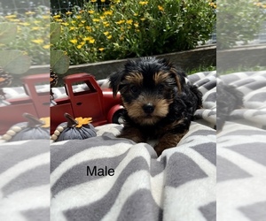 Yorkshire Terrier Puppy for Sale in BELLEVILLE, Pennsylvania USA