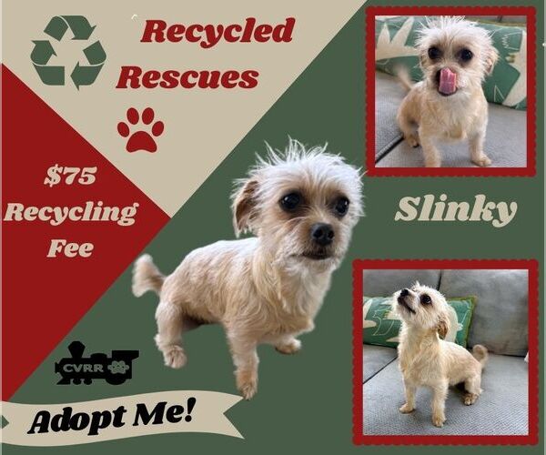 Medium Photo #1 Mutt Puppy For Sale in Lindsay, CA, USA