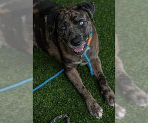 Labrador Retriever-Unknown Mix Dogs for adoption in Baytown, TX, USA