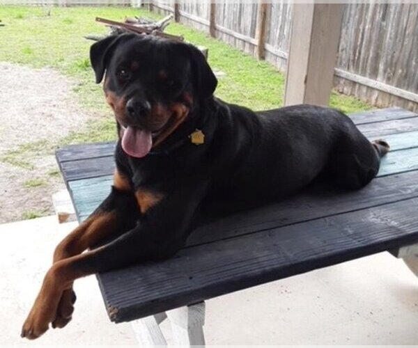 Medium Photo #1 Rottweiler Puppy For Sale in San Antonio, TX, USA