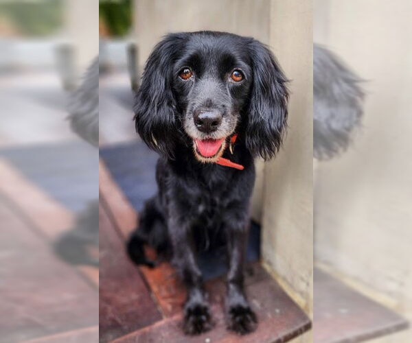 Medium Photo #5 Cocker Spaniel-Unknown Mix Puppy For Sale in San Diego, CA, USA