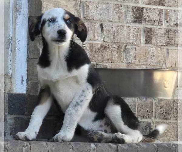 Medium Photo #2 Collie-Unknown Mix Puppy For Sale in Woodbury, NY, USA