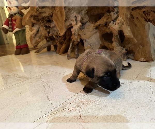 Medium Photo #2 Belgian Malinois Puppy For Sale in MIAMI, FL, USA