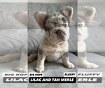 Small #1 French Bulldog