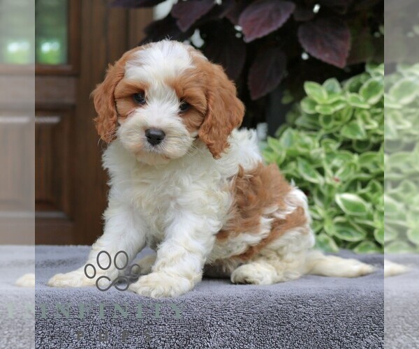 Medium Photo #3 Cavapoo (Miniature) Puppy For Sale in NARVON, PA, USA