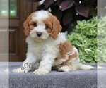Small #2 Cavapoo (Miniature)