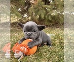 Small #1 French Bulldog