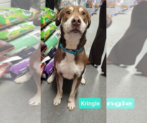 Kringle - Male Labrador Retriever-Unknown Mix Dog for Adoption - Photo #3