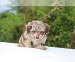 Small #17 ShihPoo