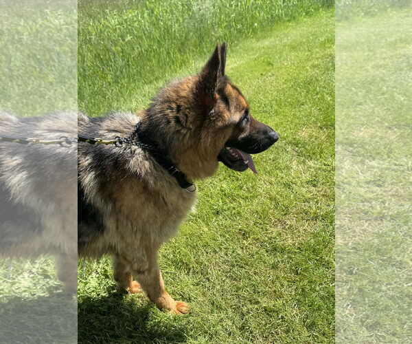 Medium Photo #2 German Shepherd Dog Puppy For Sale in Seattle, WA, USA
