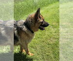 Small #1 German Shepherd Dog